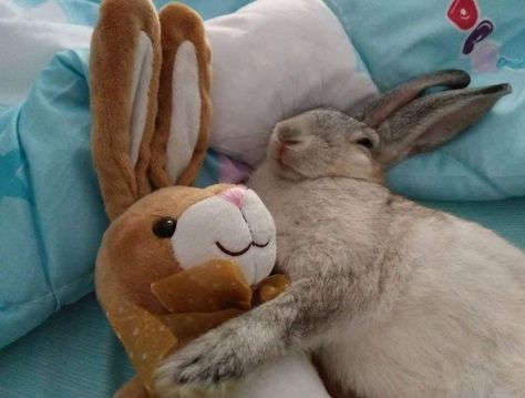 Funny Bunny Pictures, Giant Bunny, Pet Bunny Rabbits, Cute Bunny Pictures, Stuffed Bunny, Cute Rats, Funny Bunny, Bunny Pictures