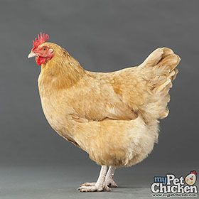 Buff Orpington Chickens, Orpington Chickens, 2d Felting, Baby Chicks Raising, Chicken Flock, Buff Orpington, Chicken Raising, Day Old Chicks, Pet Chicken