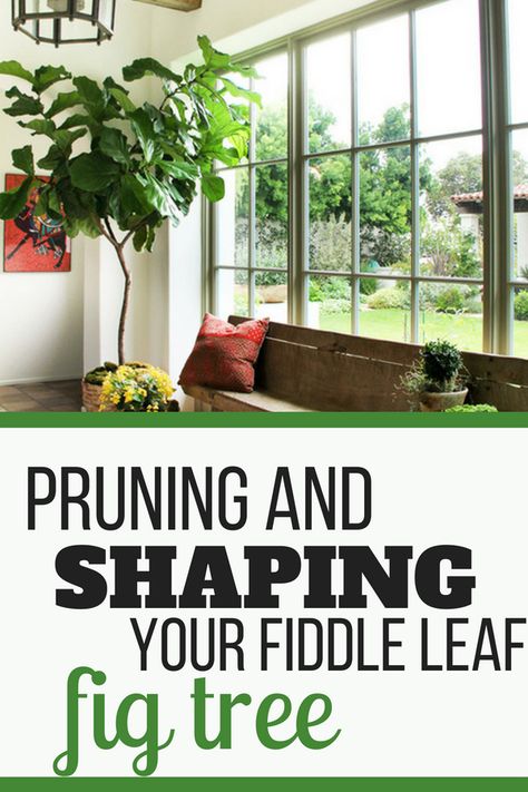 How to prune and shape your Fiddle Leaf Fig Tree. Learn how best to shape your Fiddle Leaf Fig Tree so it is growing tall and straight. #fiddleleaffig #gardening #houseplant Tall Fiddle Leaf Fig Tree, Pruning Fiddle Leaf Fig Tree, Indoor Fiddle Leaf Tree, Pruning Fiddle Leaf Fig, Fig Leaf Tree, Fiddle Fig Tree, Fiddle Leaf Fig Care, Fiddle Leaf Fig Plant, Fiddle Tree