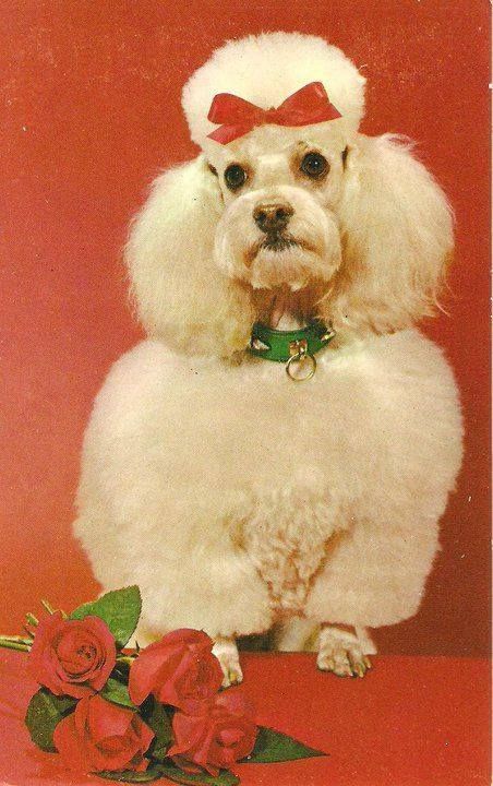 Vintage photo card of Poodle Poodle Card, White Poodle, Poodle Grooming, French Poodles, Vintage Poodle, Dog Teeth Cleaning, Pink Poodle, Miniature Poodle, Images Vintage