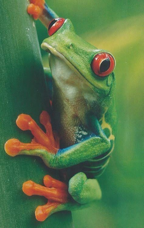 We've got National Geographic FOR KIDS -in the Kids Corner's Magazine Collection now! | Cute animals, Baby animals, Animals Frosch Illustration, Happy Frog, Red Eyed Tree Frog, Frog Pictures, Magazine Collection, Cute Reptiles, Frog Art, Tree Frogs