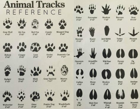 Animal Tracks, Survival Life Hacks, Survival Stuff, Apocalypse Survival, Zombie Survival, Survival Techniques, Survival Life, Emergency Prepping, Survival Camping