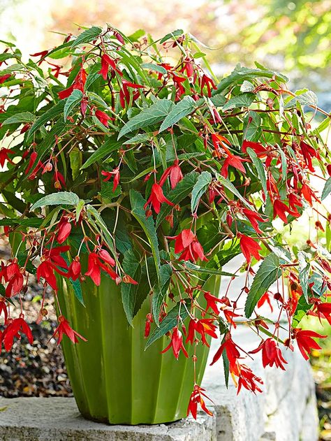 potted angel wing begonia Begonias In Pots, Angel Wing Begonia, Garden Wood, Florida Gardening, Pot Decoration, Plant Care Houseplant, Container Gardening Flowers, Flower Pots Outdoor, Garden Containers