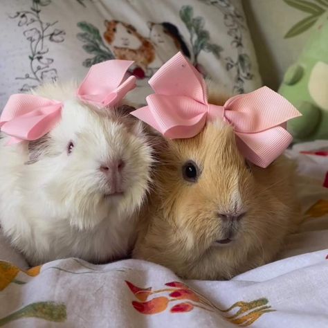 Guinea Pigs Aesthetic, Guinea Pigs Funny, Hamster Cages, Pet Guinea Pigs, Cute Guinea Pigs, Guinea Pig Care, Hams, Cuddly Animals, Pets 3