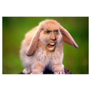 Bunny Cage | 50 Life-Changing Nicolas Cage Photoshops  Nicholas Cage face swaps will always be my favorite Nickolas Cage, Nicholas Cage Face, Animal Mashups, Nic Cage, Daily Bunny, Beautiful Rabbit, Bunny Cages, Velveteen Rabbit, Bunny Wallpaper