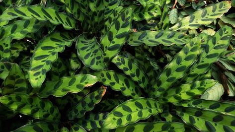 Rattlesnake Plant Care, Rattlesnake Plant, Light Temperature, Interior Design Advice, Indoor Plant Care, Succulents Indoor, Plants Succulents, Ideas For House, Snake Plant