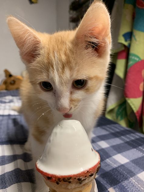 Cat Eating Ice Cream, Kitten Eating, Cat Eating, Cat Ice Cream, Ice Cream Art, Eating Ice Cream, Silly Cats Pictures, Cat Treats, Cat Health