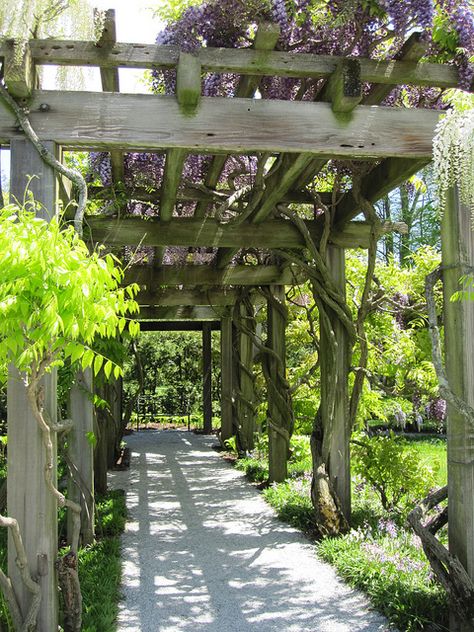 Wisteria arbor Wisteria Walkway, Wisteria Arbour, Wisteria Trellis, Wedding Area, Wisteria Arbor, Italy Project, Garden Folly, Labyrinth Garden, Wisteria Garden