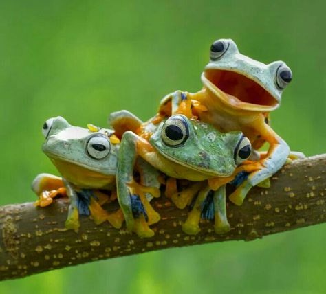 Colorful frogs Procreate Coloring, Animal References, Funny Frogs, Animal Pics, Frog And Toad, Tree Frogs, Reptiles And Amphibians, Cute Frogs, Cute Creatures