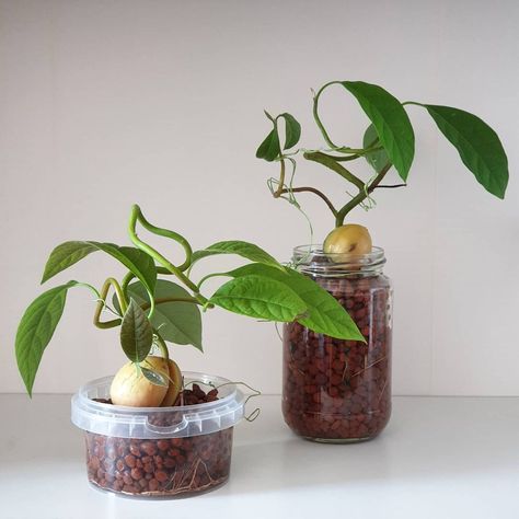 Avocado Bonsai, Indoor Plants Diy, Sweet Home Style, Planting For Kids, Avocado Plant, Grow Avocado, Avocado Tree, Indoor Vegetable Gardening, Plants Are Friends