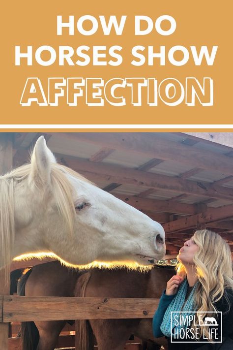 Horses Body Language, Daily Horse Care Routine, Horse Behavior Signs, Horse Personality Types, How To Bond With Your Horse, Horse Body Language, Horse Care For Beginners, Leading A Horse, Horse Emotions