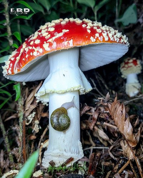 Mushroom Refrences Photos, Cool Mushrooms Real, British Mushrooms, Mushrooms Pretty, Winter Mushrooms, Mushrooms Photos, Cool Mushrooms, Mushrooms Photography, Mushroom Reference