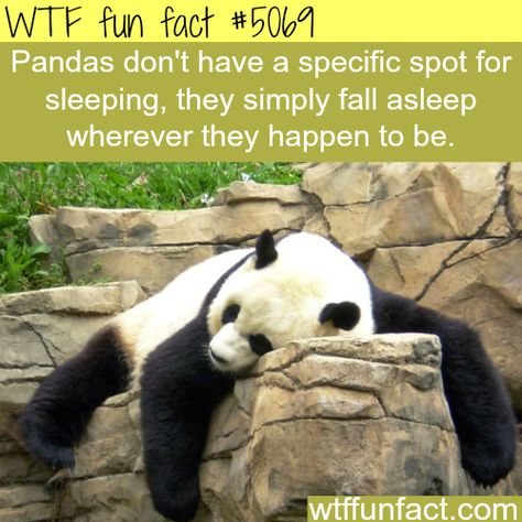 Panda sleeping - WTF fun facts Panda Facts, Useless Knowledge, Unbelievable Facts, Animal Facts, Interesting Information, The More You Know, Panda Bear, Funny Facts, Things To Know