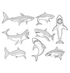 Cartoon shark collection set Royalty Free Vector Image Shark Drawing Side View, Shark Drawings Easy, Shark Drawing Reference, Cartoon Shark Tattoo, Cartoon Shark Drawing, Shark Drawing Sketches, Easy Shark Drawing, Shark Line Drawing, Great White Shark Drawing