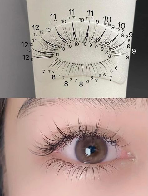 Asian Lash Extensions Mapping, Douyin Eyelash Extensions, Douyin Lash Extensions, Lash Map For Asian Eyes, Asian Lashes Extensions, Japanese Lash Extensions, Asian Lash Extensions, Asian Eyelash Extensions, Eyelash Map