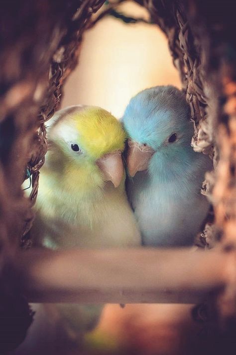 𝗔𝗗𝗘𝗘𝗟 on Twitter: "I wish we had all been birds instead.… " Cute Birds, Bird Photography, Bird Feathers, Love Birds, Beautiful Birds, Blue Bird, Animals And Pets, Beautiful Nature, Parrot