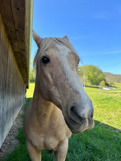 Dapple Palomino Horse, Palomino Horse Jumping, Palomino Horses, Palomino Horse, Pinto Horse, Dream Horse, Horse Aesthetic, American Quarter Horse