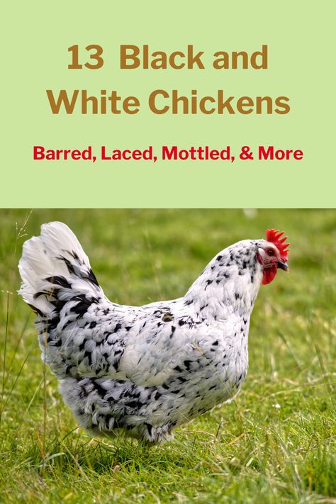 The most attractive chickens available in the market today feature black-and-white patterns like the ones on this list. White Chicken Breeds, Black And White Chicken, Chicken Bar, Black And White Chickens, Wyandotte Chicken, Polish Chicken, White Hen, Bantam Chickens, Halloween 23