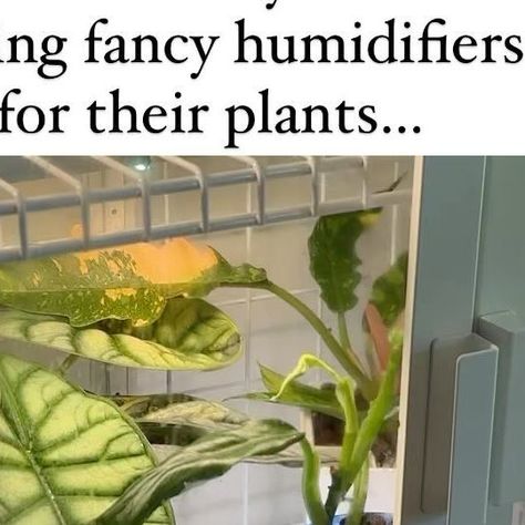 Kellyn | Houseplants on Instagram: "Add water only to your diffuser and BOOM. You have a humidifier! 💦 These work best for small spaces or to target specific plants. I use diffusers in both of my grow cabinets! I have them set to run for 30 minutes 3x a day. If you have a larger space, these won’t be as effective as a humidifier. If you want the link to the one I use, comment “mist” and I’ll DM it to you 🫶🏻 #houseplants #planthacks #houseplanthack #humidity #plantlover #tropicalplants #pla Grow Cabinet, Instagram Add, Plant Hacks, Tropical Plants, Plant Lover, 30 Minutes, House Plants, Mist, Small Spaces