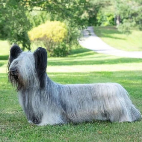 Skyeluck Grand Dali 18 months Breed Skye terrier #skyeterrier From @skyeandcorgi Teacup Pug, Scottish Terrier Puppy, Alaskan Husky, All Breeds Of Dogs, Skye Terrier, Group 3, Rough Collie, Purebred Dogs, Mixed Breed Dogs