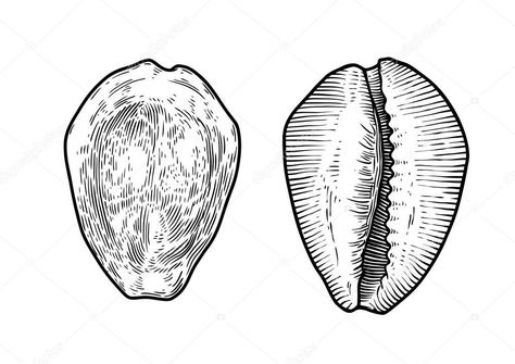 Cowrie Shell Drawing, Cowrie Shell Tattoo, Seashell Illustration, Shell Drawing, Seashell Tattoos, Shell Tattoos, Cowry Shell, Dental Art, Desenho Tattoo