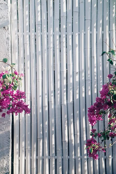 Simple, stylish bamboo wooden fence painted in white with the ... White Bamboo Fence, Fence Bamboo Ideas, White Painted Bamboo Fence, Bamboo Screening Ideas, Painted Bamboo Fence, Bamboo Fencing, Bamboo Wall Garden, White Wooden Fence, White Wood Fence