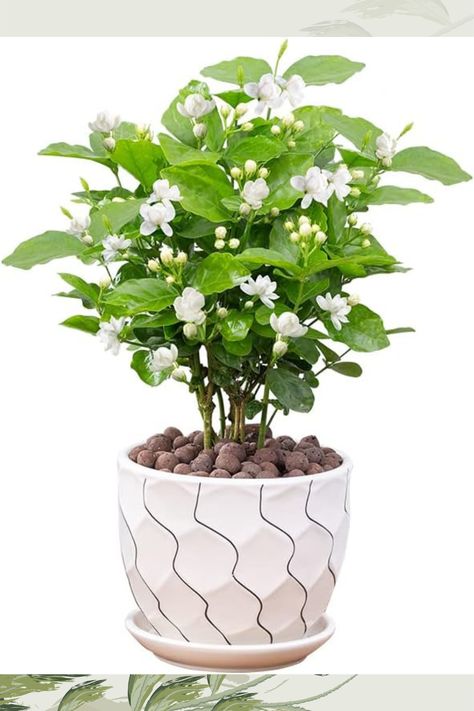 Kumquat Tree, Jasmine Plant, Very Beautiful Flowers, Acid Loving Plants, Natural Air Freshener, Indoor Bonsai, Garden Indoor, Fragrant Plant, Coffee Plant