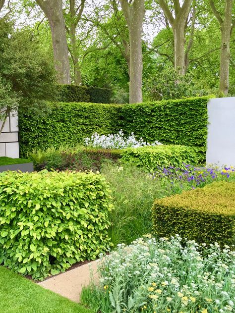 Forsythia Hedge, Buxus Sempervirens, Taxus Baccata, Pruning Tools, Leyland Cypress, Evergreen Hedge, Lavandula Angustifolia, Wildlife Habitat, Stately Home