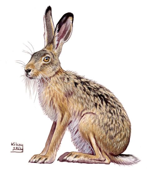 Brown Hare (Lepus europaeus), watercolour and bodycolour on paper | Kókay Szabolcs Drawing Bunnies, Hare Images, Hare Drawing, Hare Pictures, Hare Watercolour, Hare Illustration, Hare Art, Hare Painting, Rabbit Clipart