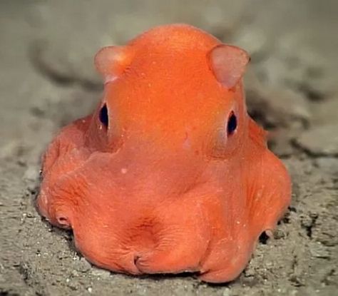 Cute octopus, Opistoteuthis adorabilis Dr. Stephanie Bush, a researcher at the Monterey Bay Aquarium Research Institute(MBARI), is tasked with giving the orange ‘pus it’s official name. Some distinct morphological characteristics - huge eyes; allowing them to see (barely) in the murky darkness, dumbo-like “ears” which they use to swim around, and “well-developed” web between their eight arms, allowing them to “parachute” around the ocean floor. Octopus, Close Up, To Look, Fish, Orange