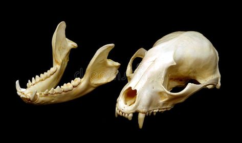 Raccoon Skeleton, Raccoon Teeth, Raccoon Skull, Teeth Images, Skull Reference, Animal Skeletons, Animal Teeth, Skull Drawing, Black Image