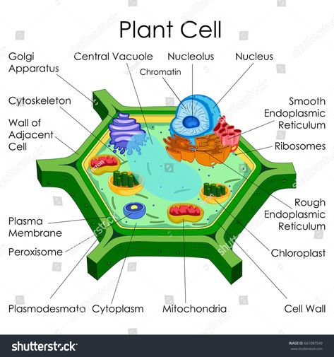 Education Chart of Biology for Plant Cell Diagram. Vector illustration #Ad , #Affiliate, #Biology#Plant#Education#Chart 3d Plant Cell, Edible Cell Project, Education Chart, Cell Biology Notes, Plant Cell Project, Plant Cell Diagram, Cell Model Project, Plant Cell Structure, Plant Cell Model