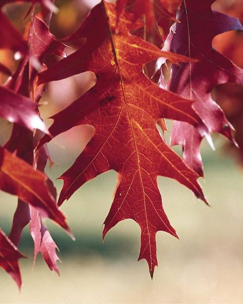 Red Oak Quercus rubra Description & Overview A monarch of our climax forests in Wisconsin! Red Oak shines as a specimen tree with its brilliant red fall color and deep green leaves in summer. It is the fastest growing native oak in Wisconsin and its silvery smooth bark provides excellent […] Northern Red Oak, Red Oak Tree, Cool Tree Houses, Tree Pruning, Specimen Trees, Red Wing Boots, Red Fall, Shade Trees, Oak Leaves