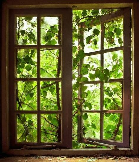 Jendela Vintage, Fake Window, Love Funny, Beautiful Windows, Window View, Window Painting, Open Window, Through The Window, Green Aesthetic