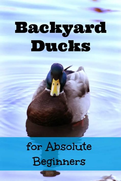 Ducks For Beginners, Duck Decorations, Duck Ponds, Homestead Livestock, Duck Houses, Homestead Tips, Homestead Lifestyle, Raising Turkeys, Duck Stuff