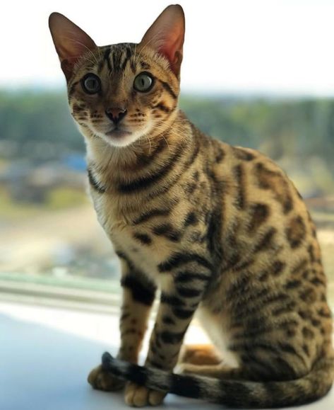 Bengal Cat Names, Cat Name Ideas, Best Cat Names, Kitten Photography, Asian Cat, Kitten Names, Bengal Kitten, Cats At Home, World Cat