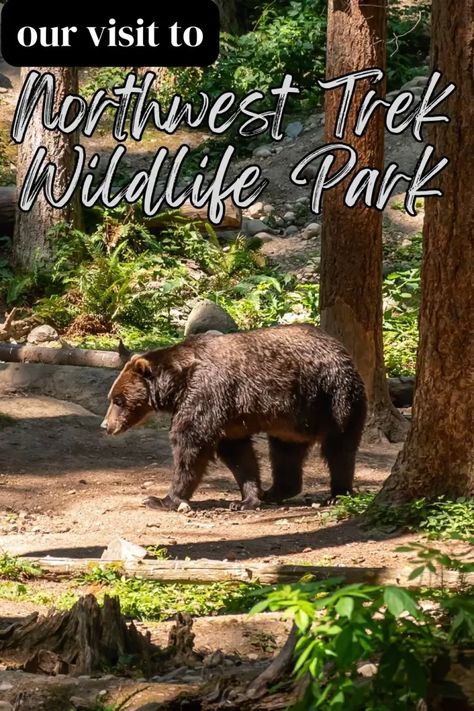 caption reads Our Visit to Northwest Trek Wildlife Park and has a photo of a bear taken at the park Northwest Trek Wildlife Park, Washington Travel, Forest Cabin, Wildlife Park, Family Travel Destinations, Nature Center, Green Landscape, Adventure Tours, Washington State