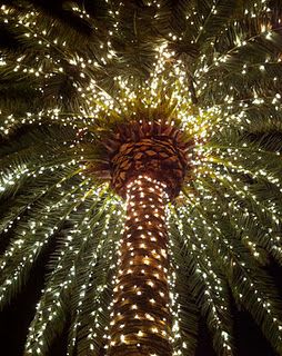 palmetto trees dressed in lights Palm Tree Lights, Christmas Palm Tree, Palmetto Tree, Outdoor Trees, Tropical Christmas, Tree Lights, Coastal Christmas, Outdoor Christmas Lights, Photo Tree