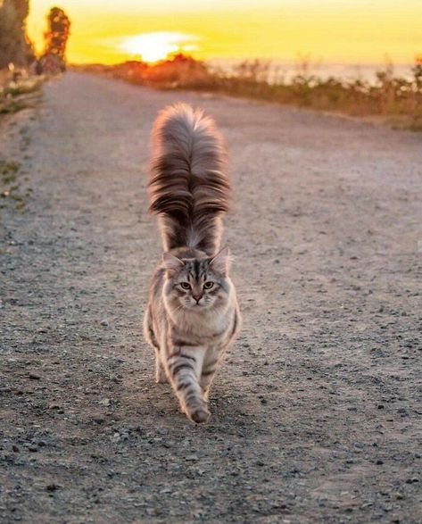 Siberian Reinhardt, Siberian Forest Cat, Siberian Forest, Brown Kitten, Amstaff Puppy, Mandala Cat, Cat Language, Cat Kawaii, Siberian Cat