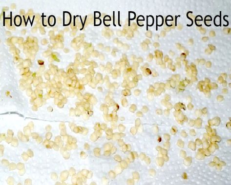 How To Start Bell Peppers From Seed, Saving Pepper Seeds For Next Year, Saving Bell Pepper Seeds, How To Save Pepper Seeds, Pepper Seeds Starting, How To Save Jalapeno Seeds, How To Save Bell Pepper Seeds, Saving Pepper Seeds, How To Dry Seeds For Planting