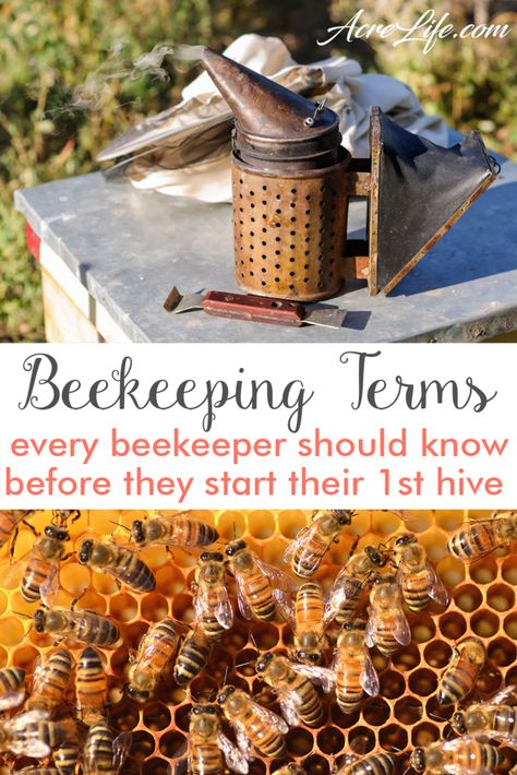 Bee Hive Plans, Backyard Bee, Beekeeping For Beginners, Raising Bees, Backyard Beekeeping, Bee Farm, Bee Keeper, Bee Garden, Hobby Farms