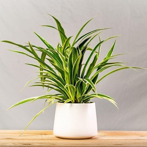 Spider Plant Care, Bathroom Plants Decor, Chlorophytum Comosum, Popular House Plants, Air Cleaning Plants, Air Purifying House Plants, Spider Plant, Indoor Plant Care, Plant Images