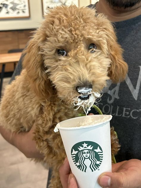 Out for a pup cup Pup Cup, Doodles, Puppies, Quick Saves