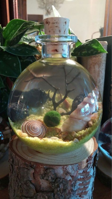 Aquatic Terrarium, Underwater Terrarium, Ocean Terrarium, Moss Ball Terrarium Ideas, Moss Ball, Moss Ball Terrarium, Moss Ball Aesthetic, Miss Ball Terrarium, Beach Theme Terrarium