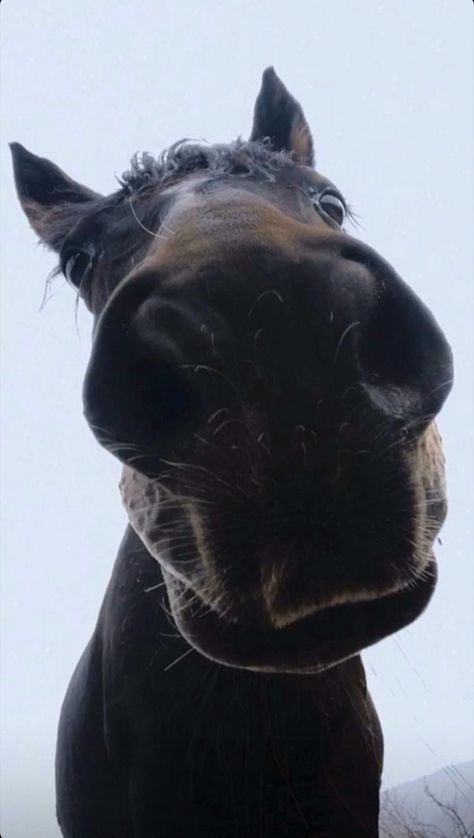 Funny Horse Pictures, Cute Horse Pictures, Equestrian Aesthetic, Corgi Funny, Horse Wallpaper, Horse Aesthetic, Horses And Dogs, Funny Horse, Cute Horses