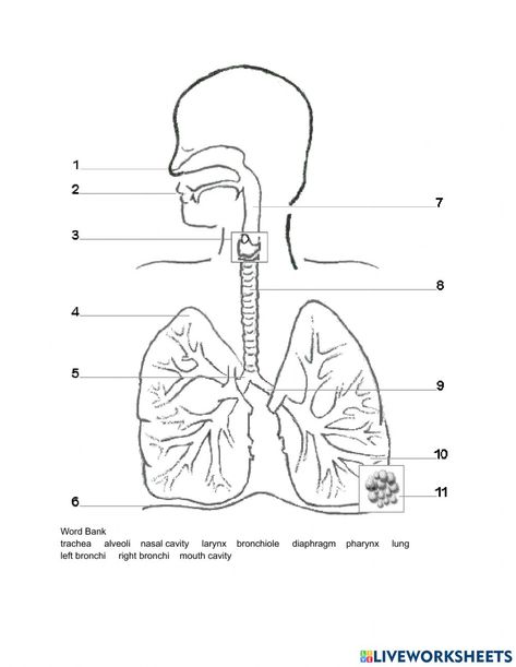 Human Respiratory System Drawing, Respiratory System Aesthetic, Respiratory System Drawing, Respiratory System Diagram, Respiratory System Worksheet, Sabine Weiss, Human Respiratory System, Integumentary System, The Respiratory System