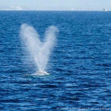 Nature Hearts, Hidden Hearts, Heart Of The Sea, Heart In Nature, Ideal World, I Love Heart, A Whale, Heart Images, The Natural World