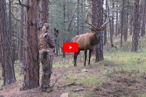 Big Bull Elk Closes Gap to Just 4 Yards From Female Bowhunter in Heart-Stopping Footage Yellowstone Wolves, Hunting Videos, Big Bull, Big Buck, Horse Food, Bull Elk, Big Game Hunting, Whitetail Bucks, Wide Open Spaces