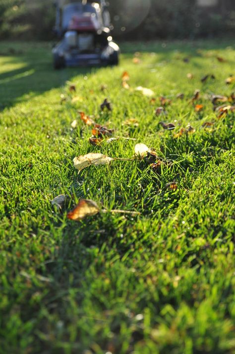 How to Prevent and Treat Snow Mold in the Lawn Lawn Mower Maintenance, Mowing The Lawn, Hand Trowel, Garden Rake, Bob Vila, Healthy Lawn, Garden Gazebo, Rule Of Thumb, Plant Roots