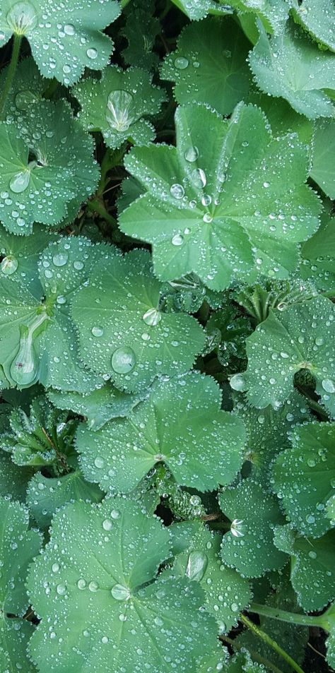 Mantle Art, Alchemilla Mollis, Lady's Mantle, Garden Photography, Sustainable Garden, Gcse Art, Sustainability, Perennials, Herbs